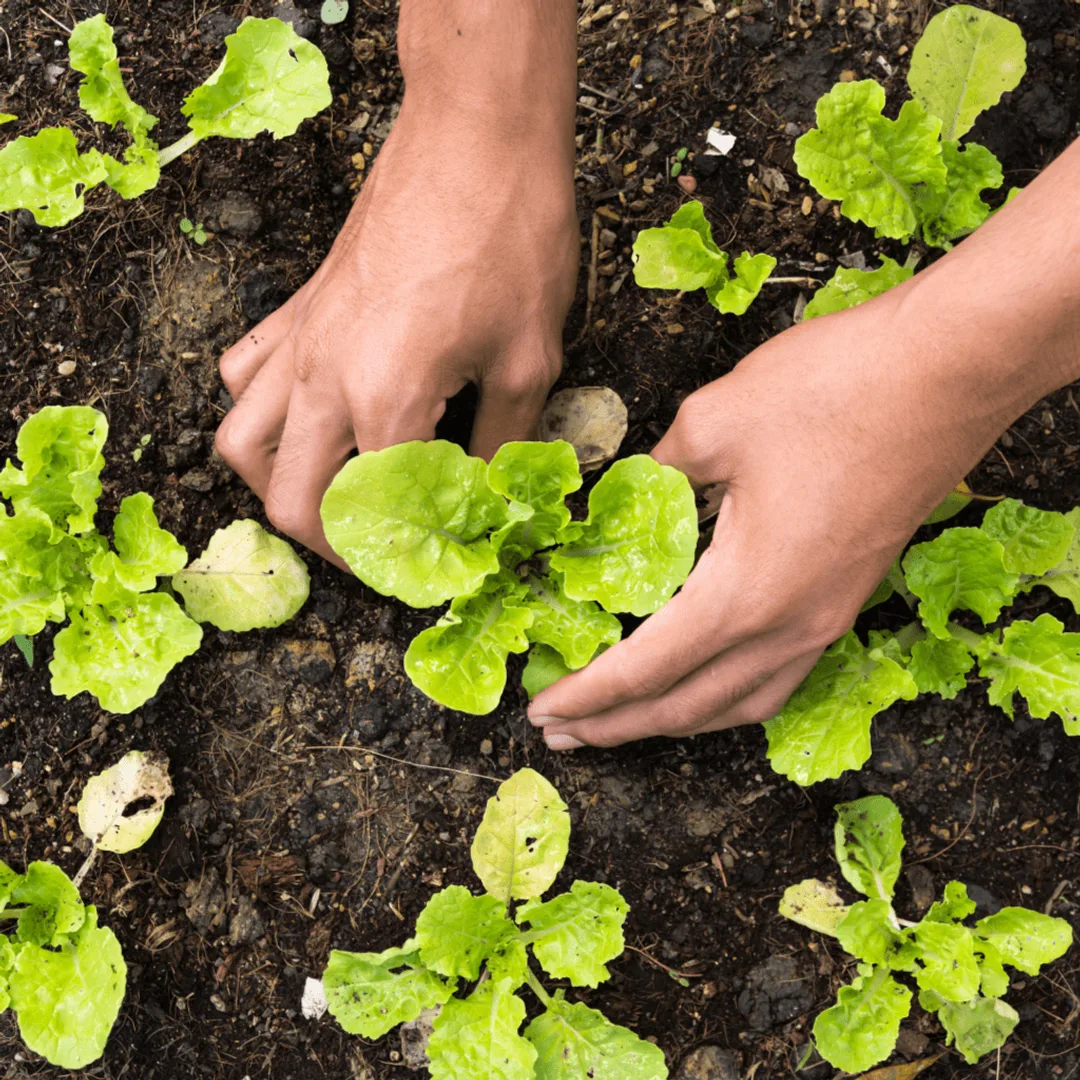 Grow Your Own Garden Club