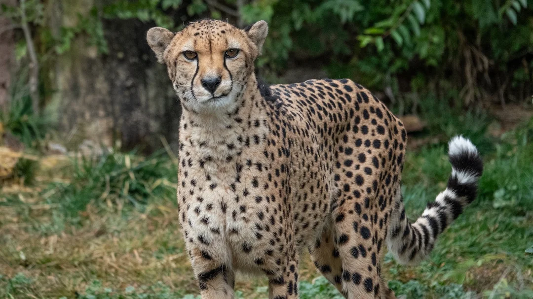 ABQ BioPark Zoo